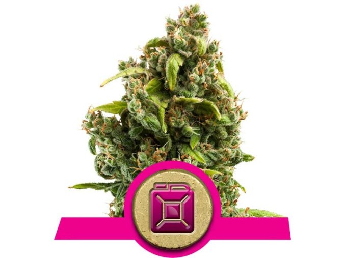 sour diesel