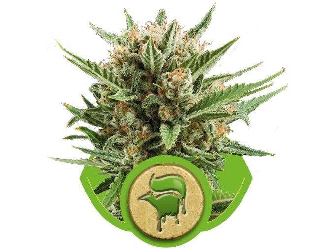 sweet skunk automatic1 600x600