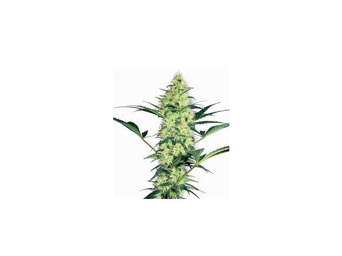 White Diesel 5 ks