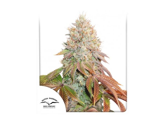 AUTO BANANA BLAZE – DUTCH PASSION