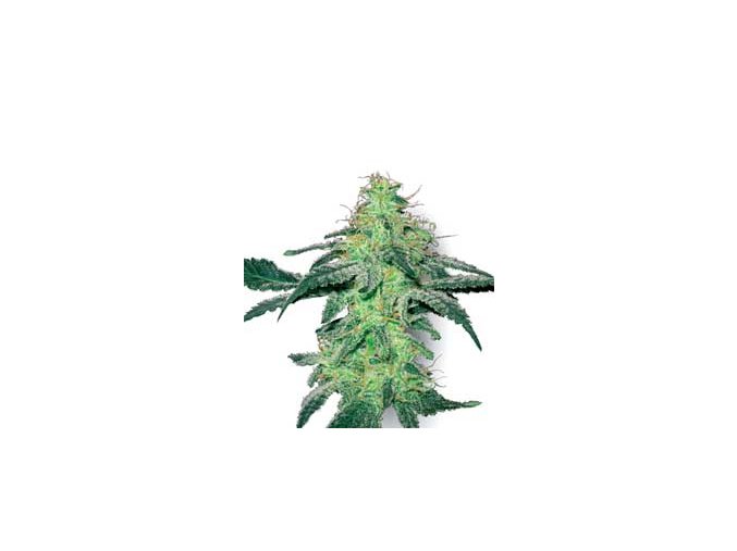 Fehér Skunk 10 db Reguler