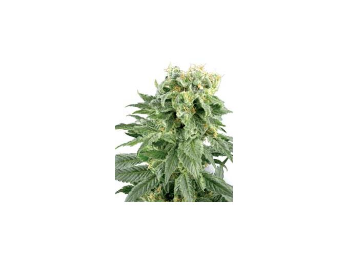 Dupla rágógumi 10 db Reguler