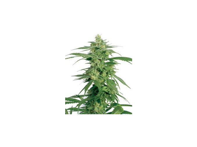 Hollands Hope 10 db Reguler