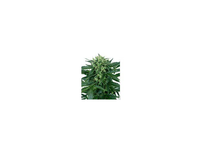 sensi amnesia automatic