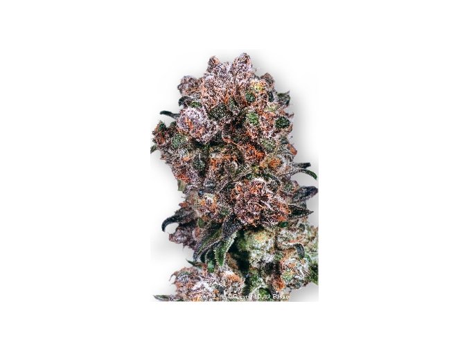Blueberry 10 ks
