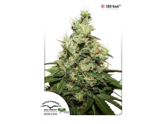 CBD kush 10 ks