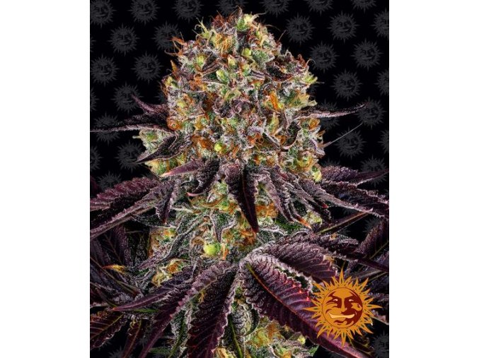 runtz x layer cake