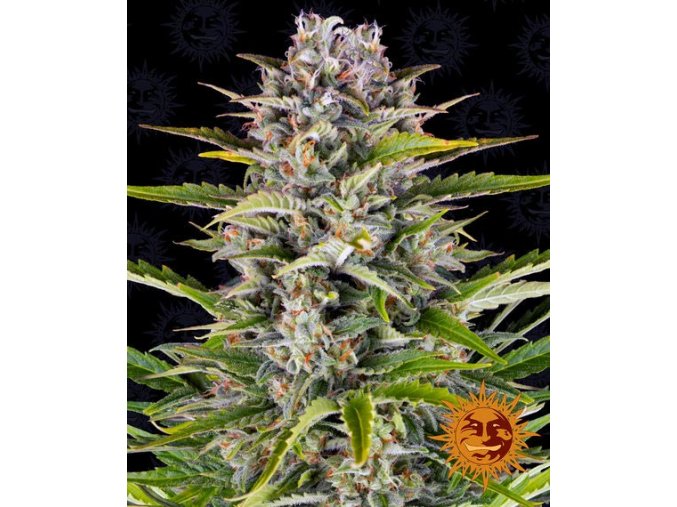 gorilla zkittlez auto