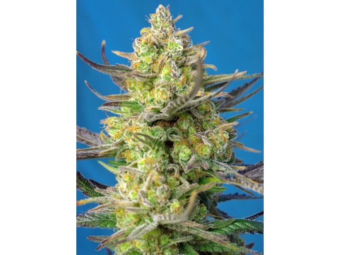 sweet cheese xl auto