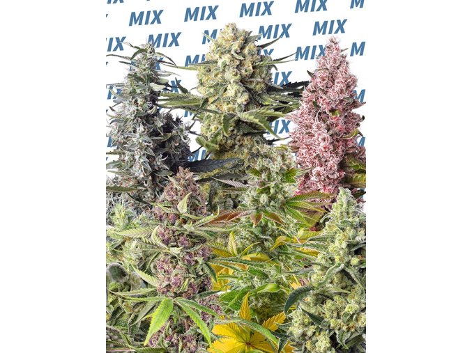 sweet mix photoperiod dependent