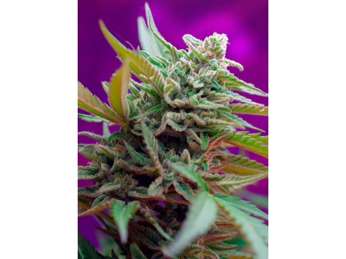 black jack auto