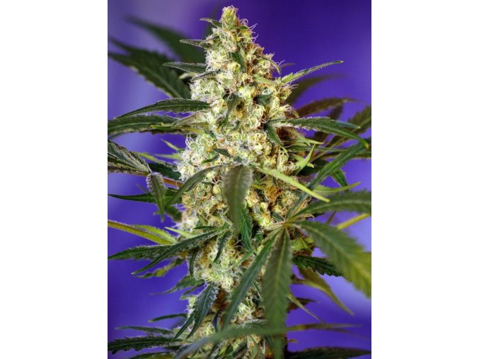 fast bud 2 auto