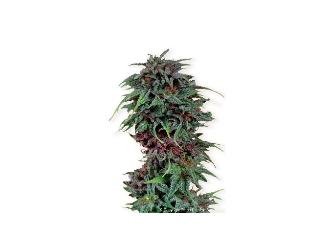 Durban Poison 10 ks