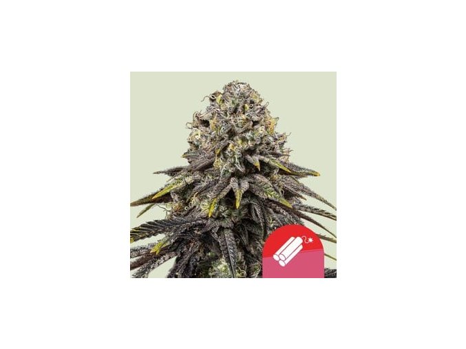 2024 2 23 10 16 26 dynamite diesel