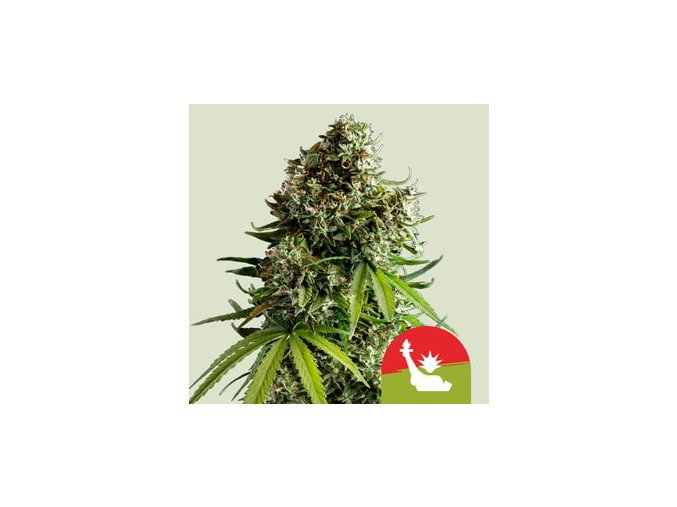 2024 2 27 11 55 10 nyc sour d automatic