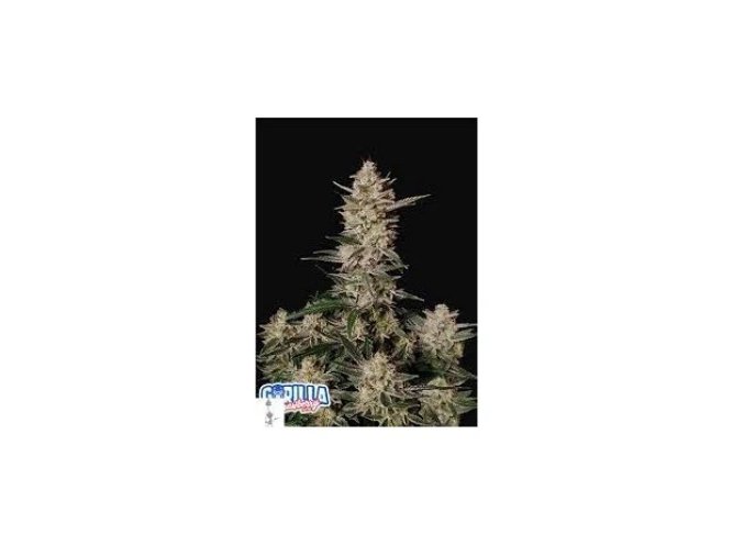 Screenshot 2024 08 08 at 16 23 22 Strawberry Gorilla Auto GROWER.sk
