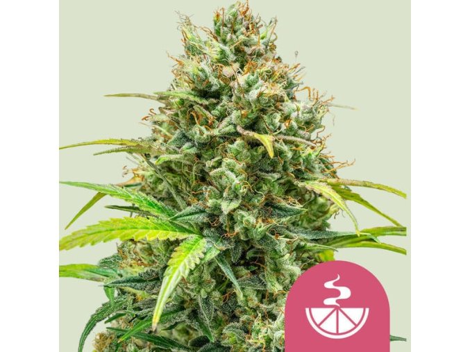 lemon skunk
