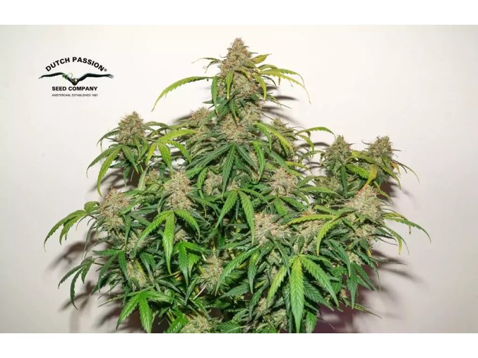 Auto Kerosene Krash autoflower usa genetics usa family high quality cannabisfghAAAAAAAAAAAAAAAAAAAAAAAAAAAAAA