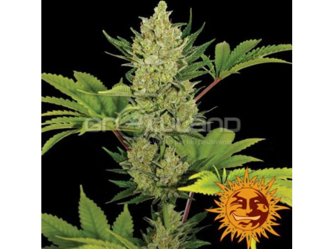 Screenshot 2024 10 28 at 14 31 01 Blue Cheese Auto 3 ks Fem. GROWSHOP Growland Slovensko Všetko pre bio pestovanie