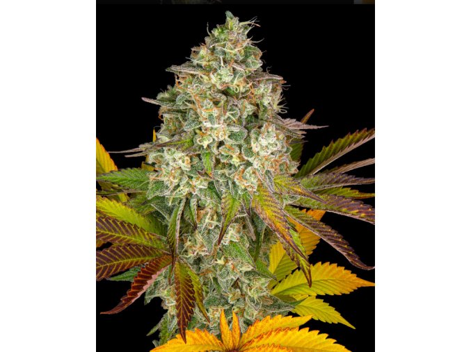 Screenshot 2024 10 28 at 14 39 33 Cookies Kush Auto Weed Strain BARNEYS FARM