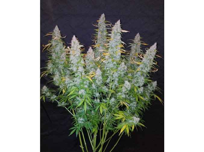 Screenshot 2024 10 28 at 15 24 50 Buy Californian Snow Auto Cannabis Seeds Fast Buds