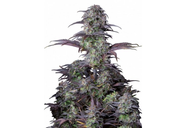 Screenshot 2024 11 12 at 11 01 11 FastBuds Blue Dream Auto NejSeeds.cz