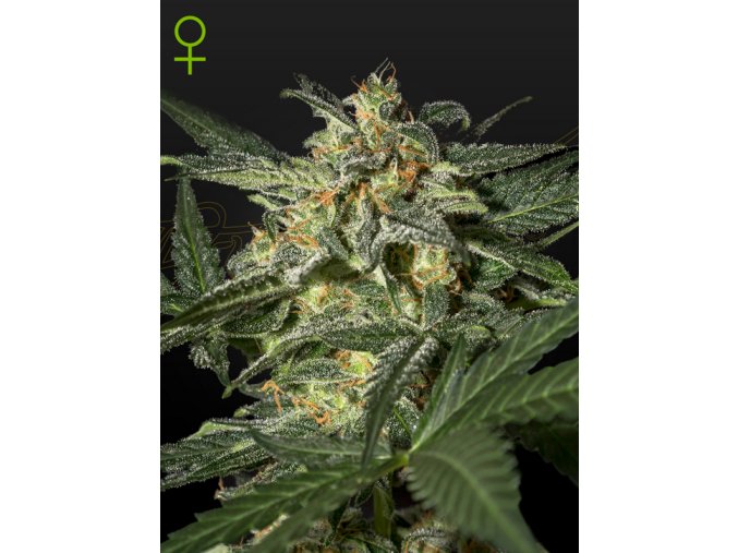 Screenshot 2024 11 14 at 16 18 40 White Widow Auto (Feminised) by Green House Seed Company Amsterdam