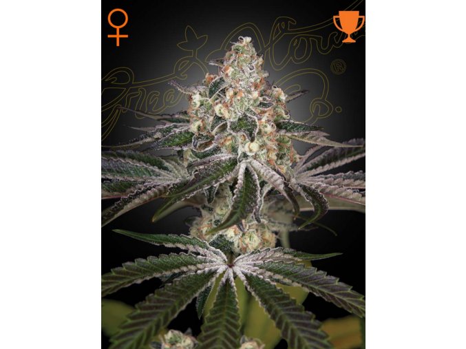 Screenshot 2024 11 14 at 16 22 15 White Widow (Feminised) by Green House Seed Company Amsterdam
