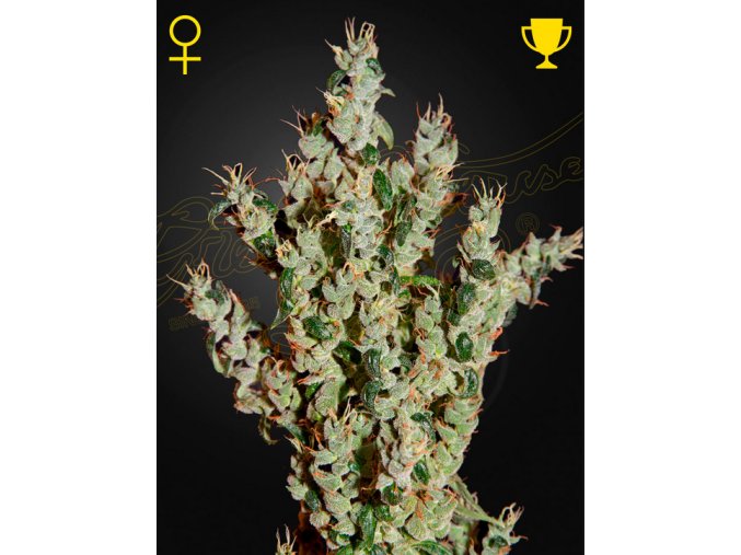 Screenshot 2024 11 14 at 16 31 39 NL5 Haze Mist (Feminised) by Green House Seed Company Amsterdam
