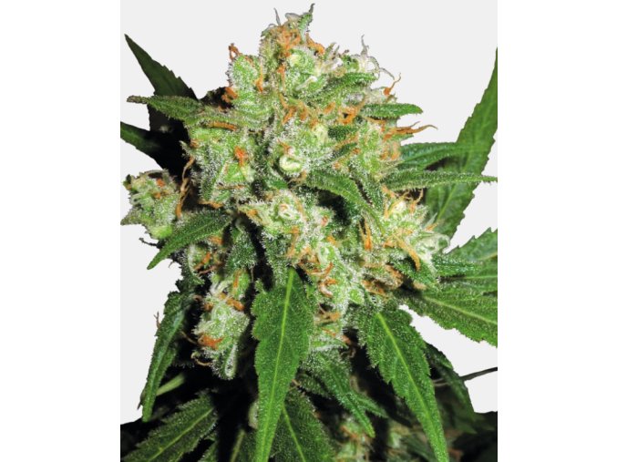 Screenshot 2024 11 18 at 15 03 15 Sensi Skunk Feminized Seeds Sensi Seeds