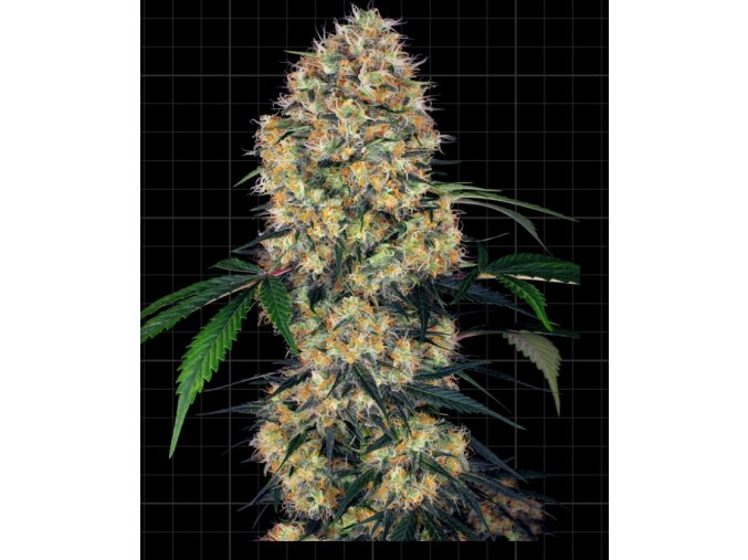 Screenshot 2024 11 18 at 15 41 32 Sensi Amnesia XXL Automatic Seeds Sensi Seeds