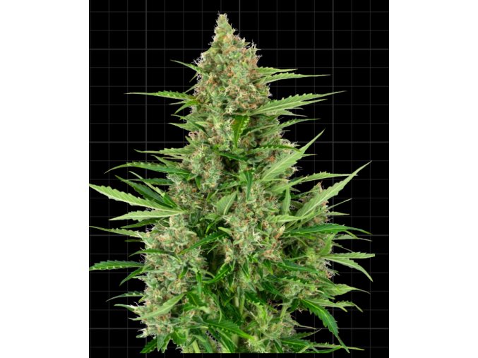 Screenshot 2024 11 18 at 15 48 26 Double Kush Cake Automatic Seeds Sensi Seeds