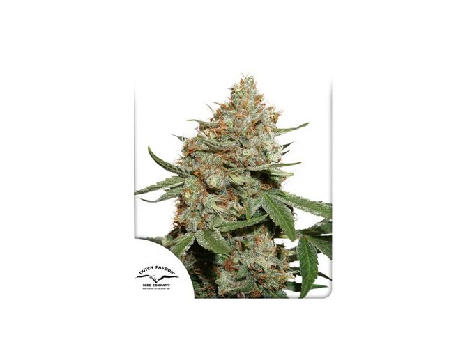 Screenshot 2024 11 19 at 13 26 37 Buy Skunk #11® Feminised Seeds Dutch Passion UK