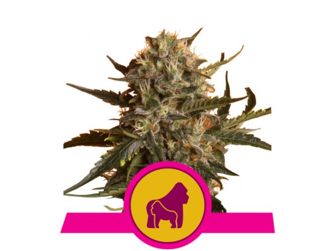 Screenshot 2024 11 19 at 13 37 41 RQS Mother Gorilla 3 ks Fem. GROWSHOP Growland Slovensko Všetko pre bio pestovanie