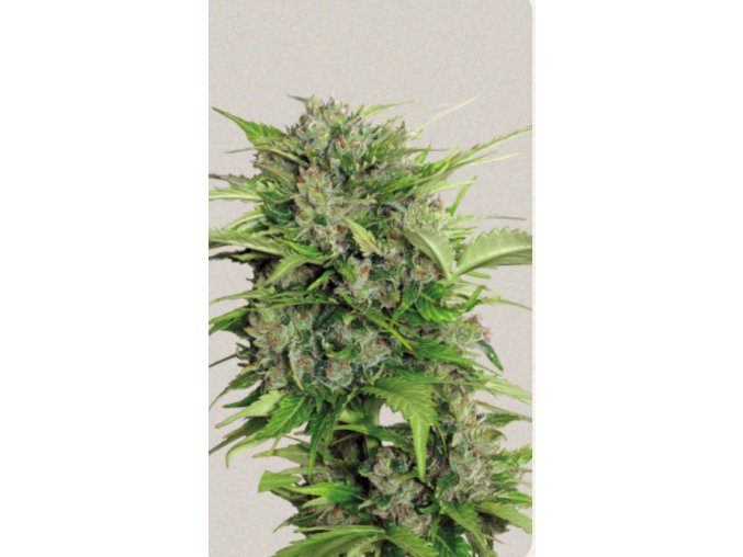 Screenshot 2024 11 19 at 13 55 02 Auto AK 47 Strain ® Originally Bred by Serious Seeds