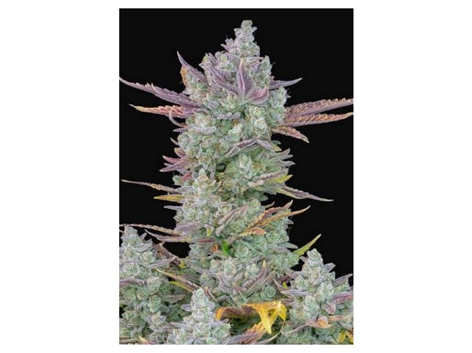 Screenshot 2024 11 19 at 14 14 51 Gorilla Cookies Auto 3ks GROWER.sk