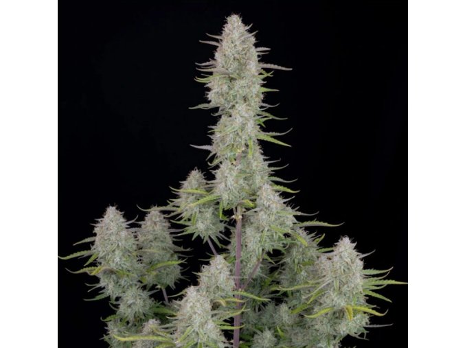 Screenshot 2024 11 19 at 14 46 02 Wedding Cheesecake Auto 3 ks GROWER.sk