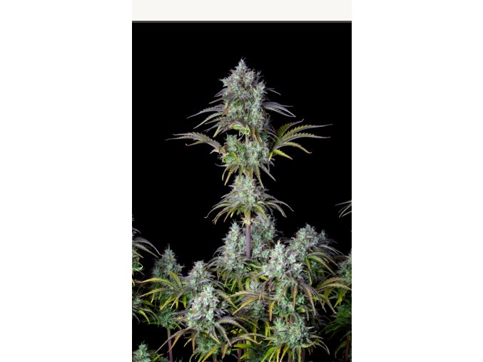 Screenshot 2024 11 19 at 14 36 53 Big Bud Auto Cannabis Seeds – Buy Big Bud Weed Strain Cannabis Yield Review Fast Buds