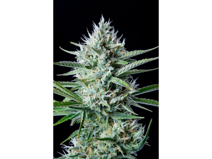Screenshot 2024 11 19 at 14 39 51 White Widow Auto Cannabis Seeds – Buy White Widow Weed Strain Review Fast Buds
