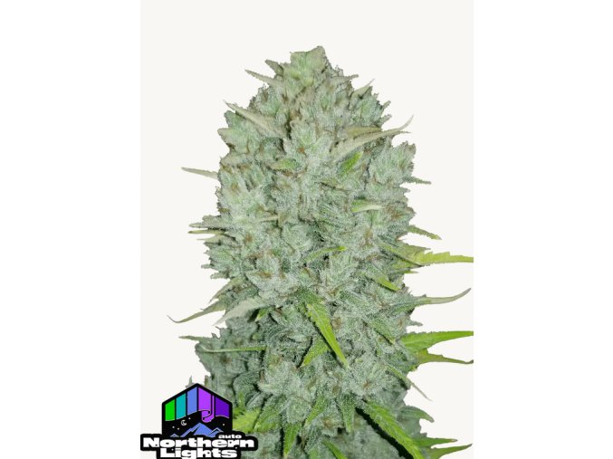 Screenshot 2024 11 19 at 15 05 32 Northern Lights Auto Cannabis Seeds – Buy Northern Lights Weed Strain Fast Buds