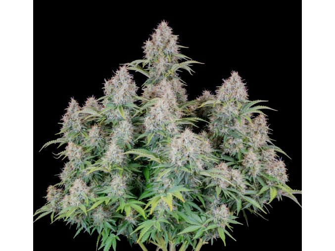 Screenshot 2024 11 19 at 15 08 55 Cinderella Auto Cannabis Seeds – Buy Cinderella Weed Strain Fast Buds