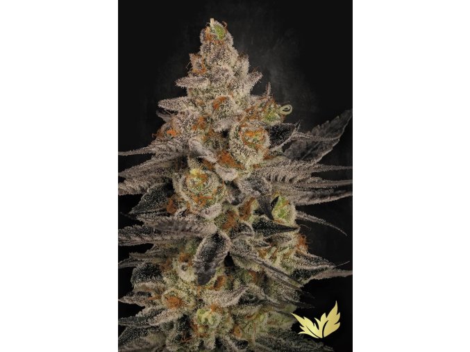 Chocolate Wafflez Paradise Seeds