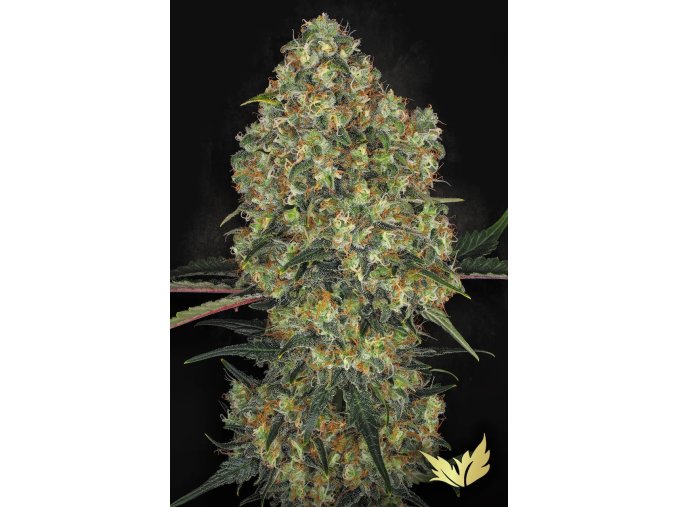 LA Amnesia Paradise Seeds