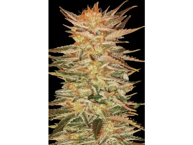 Ice Cream Cannabis Seed
