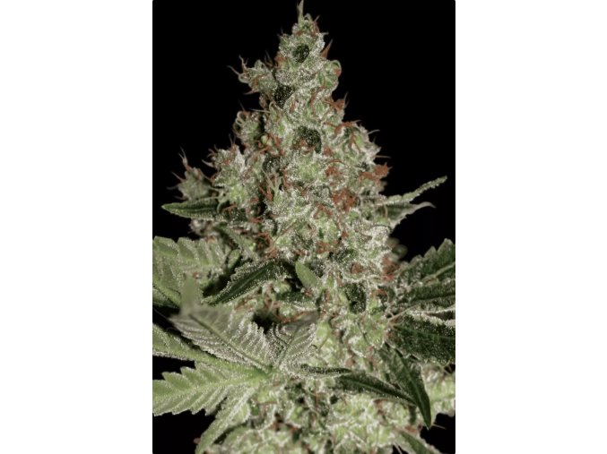 Acid Cannabis Seed