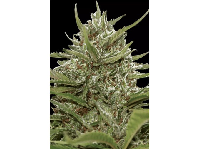 Auto White Berry Cannabis Seed