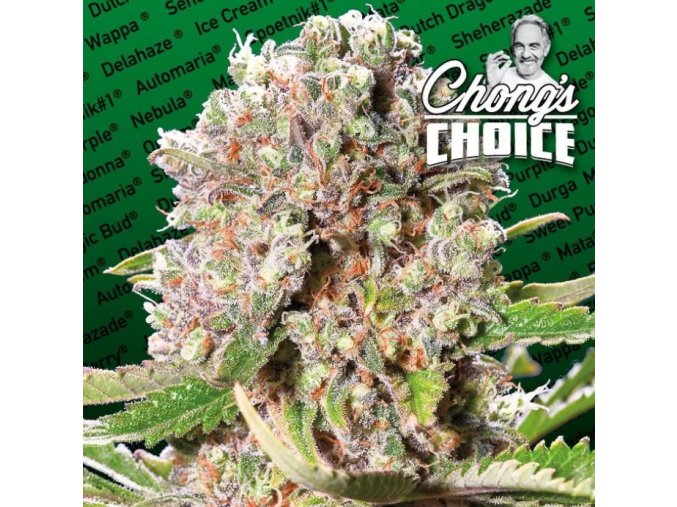 Screenshot 2024 11 28 at 15 19 29 Mendocino Skunk 5 ks GROWER.sk