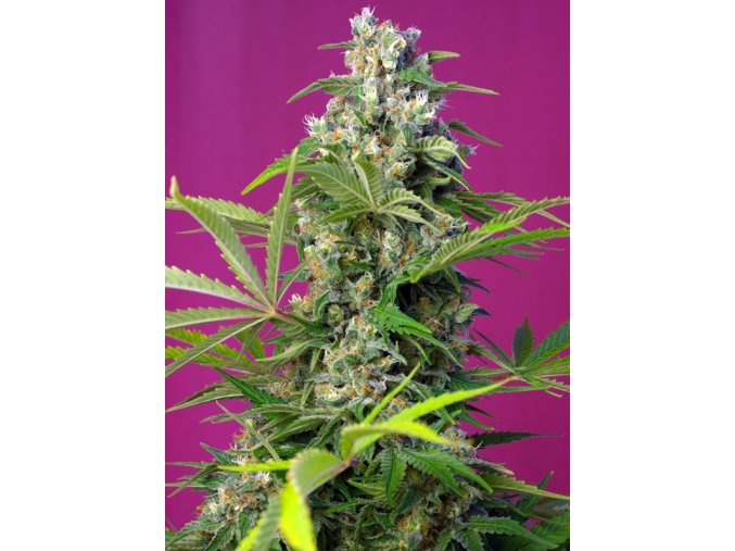 gorilla girlsf