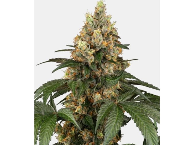 Screenshot 2025 02 13 at 13 34 41 Chocolate Rainbow XXL Fem. 5 ks GROWER.sk