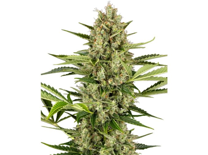 0001215 jack herer automatic seeds 800